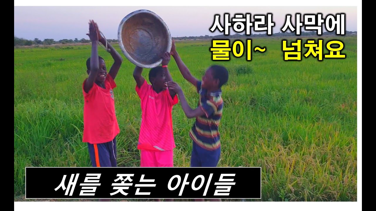 아프리카에서 새를 쫒는 아이들. 사하라 사막에서 물이 넘쳐요~~** #아프리카농업#세네갈벼농사 - Youtube