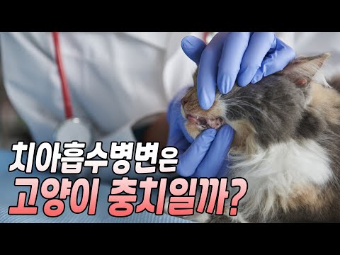 고양이 치과질환 치아흡수병변의 치료와 예방법