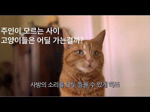 [한글자막] 고양이 다큐: 고양이의 사생활 (Follow Your Cat)