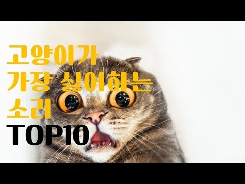 [탑비디오]고양이가 싫어하는 소리 TOP10!!!! 고양이가 무서워하는 소리