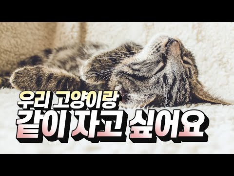 [ENG SUB] 잠자리 위치로 보는 고양이 애정 테스트