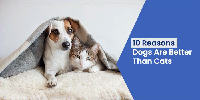 10 Reasons Dogs Are Better Than Cats | Pet Boarding Gurgaon