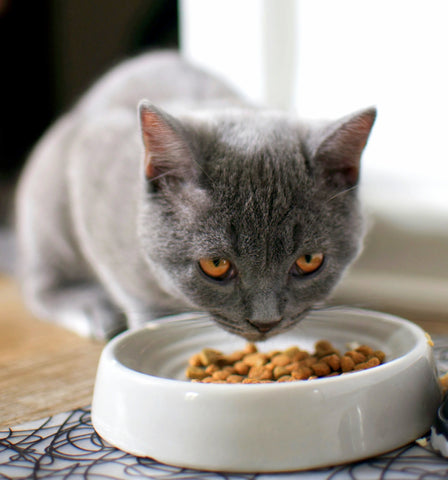 Is Dry Food Bad For Cats? Get To The Bottom Of The Dilemma