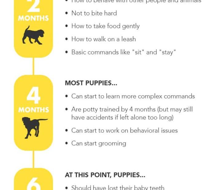 what-should-puppies-know-at-6-months-essential-milestones