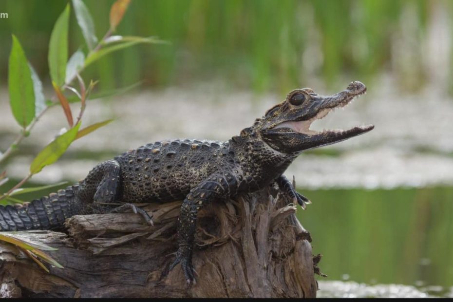 What'S The Difference Between Caimans And Alligators? | Wltx.Com