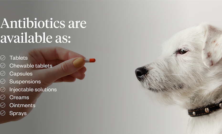 Antibiotics For Dogs: Uses, Side Effects & Safety | Dutch