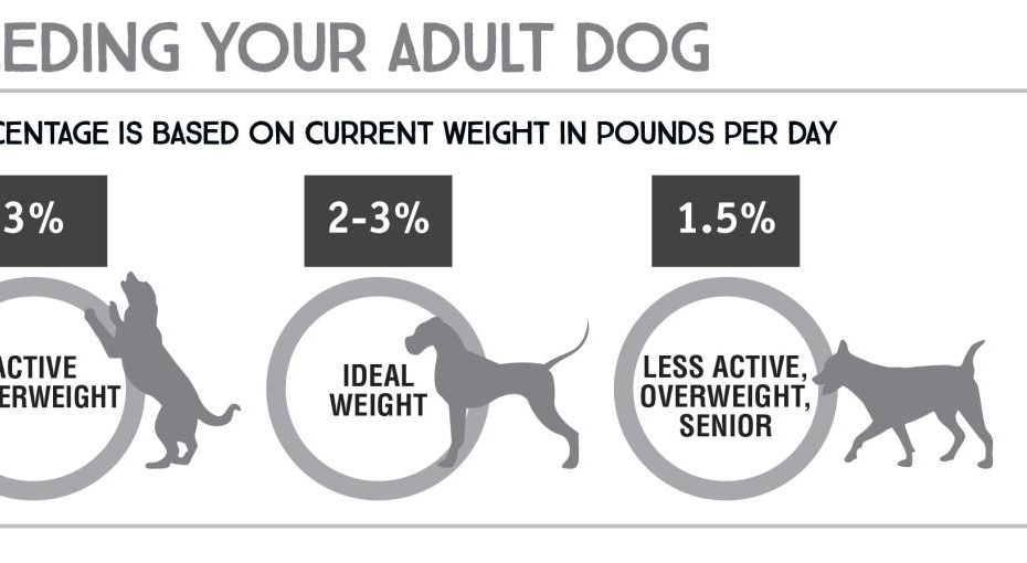 How Much Food To Feed My Overweight Dog: A Comprehensive Guide