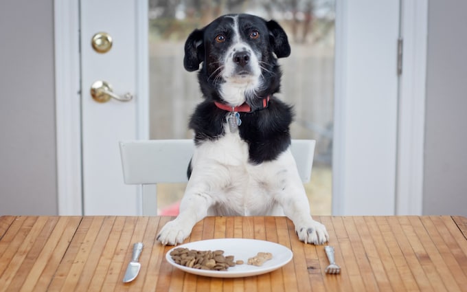 The Best Dog Food: How To Choose The Right Food For Your Pet
