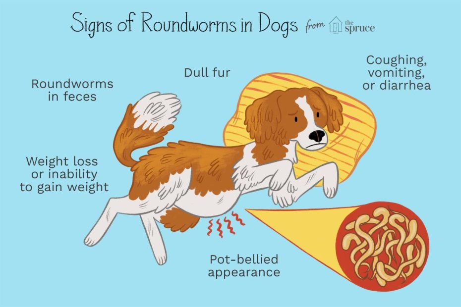 Roundworms In Puppies And Dogs