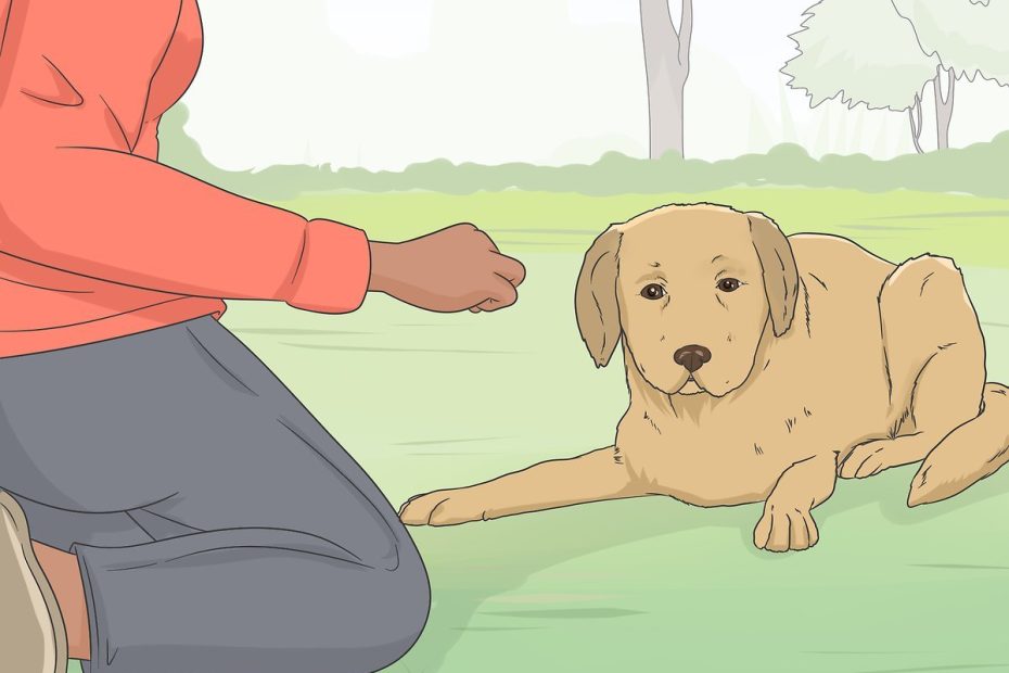 3 Ways To Safely Sedate A Dog At Home - Wikihow