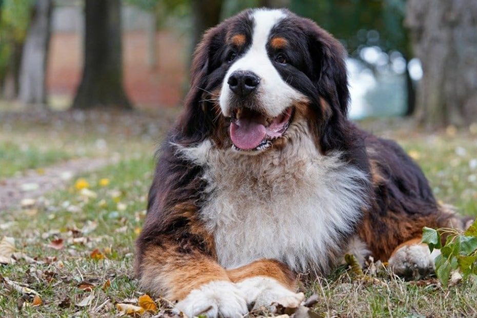 How Old Is The Oldest Bernese Mountain Dog Ever? - Az Animals