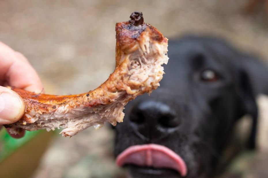 Why Do Bones Upset My Dogs Stomach? Understanding Canine Digestive