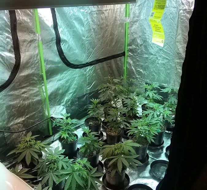 Detailed Guide To Choosing The Right Size Grow Tent For Your Plants