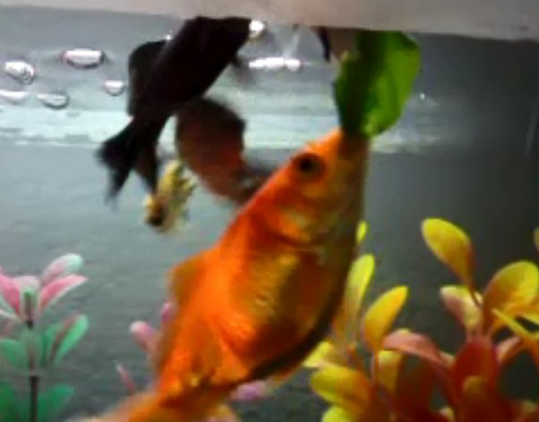 Why Do Goldfish Eat Other Goldfish? How Do I Prevent This From Happening? -  Quora