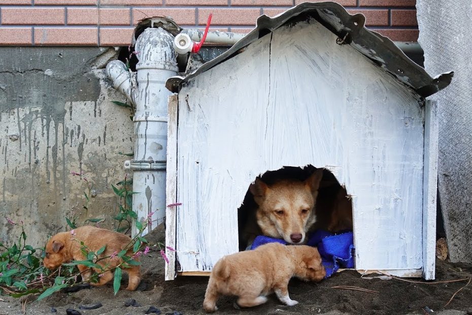 Building New House For Homeless Puppies Is Very Easy - Youtube