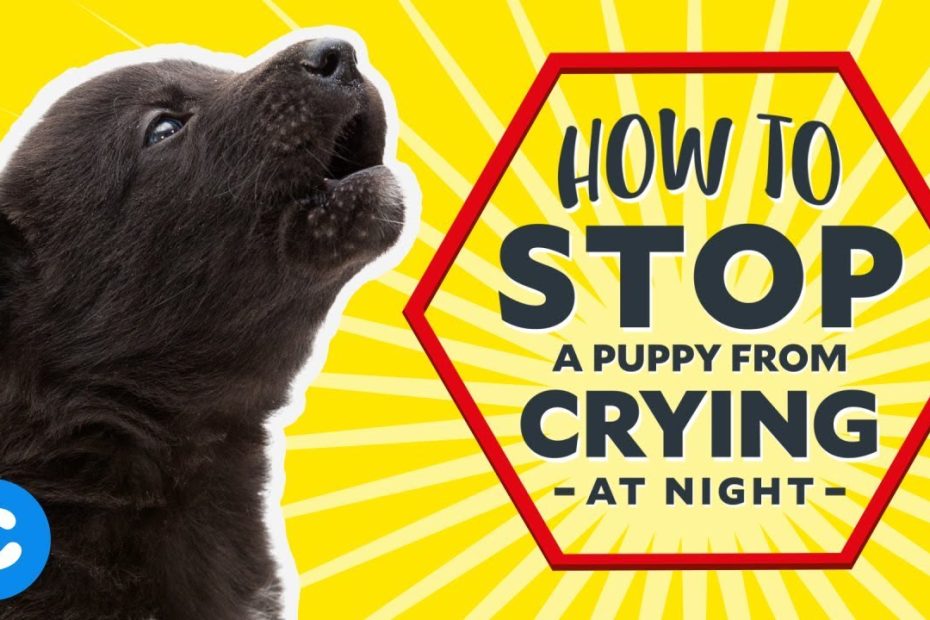 how-do-i-get-my-dog-to-stop-whining-at-night-effective-strategies