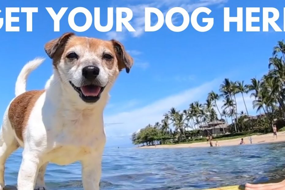 How To Avoid Pet Quarantine In Hawaii | Cost For Airport Release, How Long  It Takes & Our Experience - Youtube