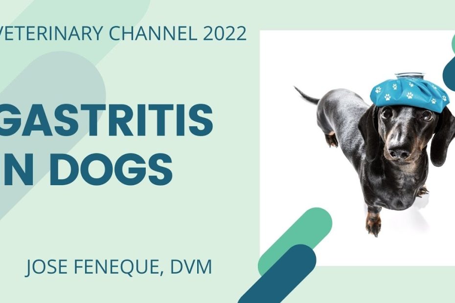 Veterinary Internal Medicine: Gastritis In Dogs - Youtube