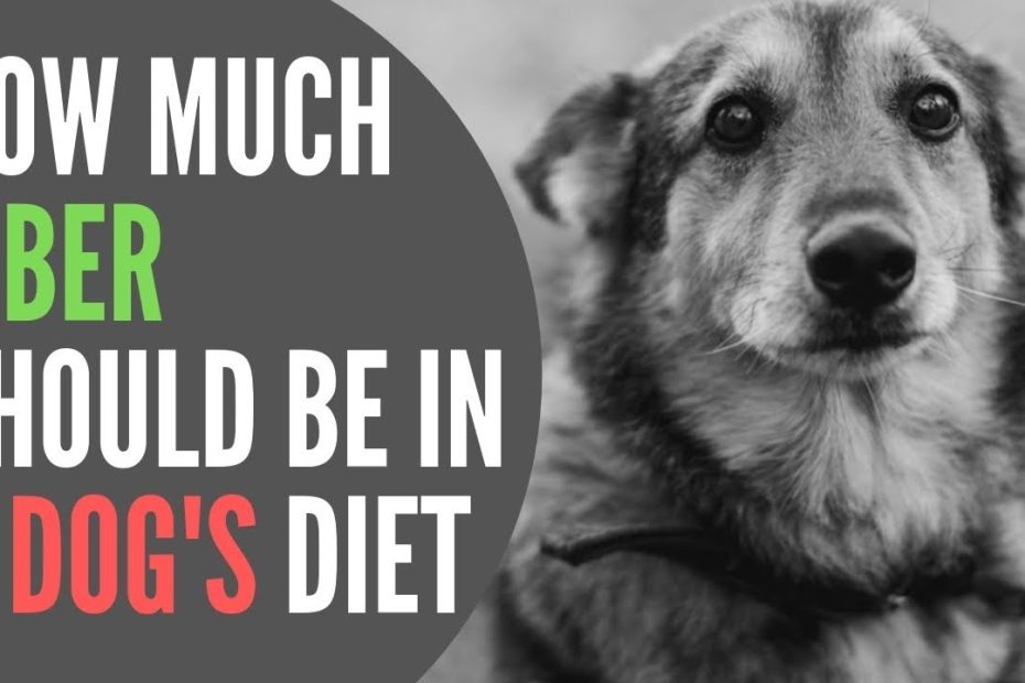 how-much-fiber-can-a-dog-have-for-optimal-health