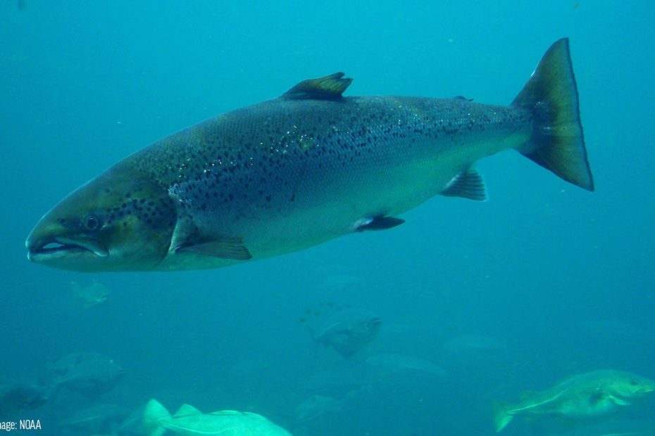 Atlantic Salmon - Oceana