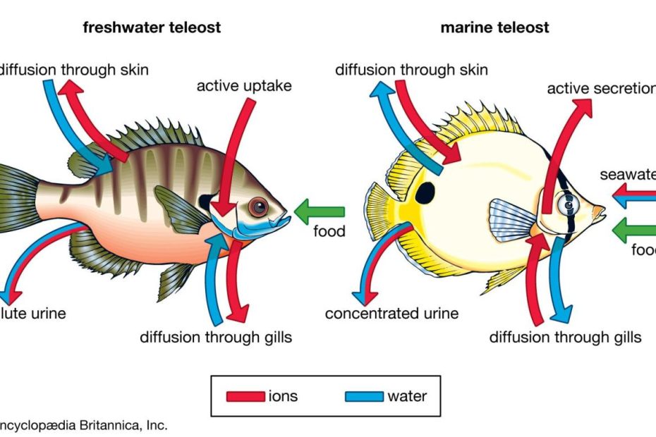 Fish - Excretion, Gills, Kidneys | Britannica