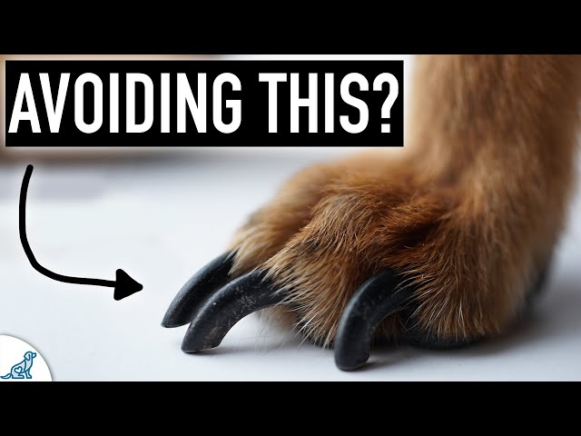 Dog Nail Clipping Doesn'T Have To Be Stressful... - Youtube