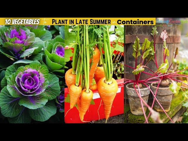 10 Vegetables To Plant In Late Summer In Containers Growing Summer  Vegetables - Youtube