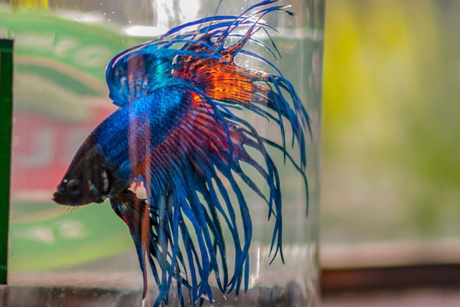 Why Glass Fish Bowls Are Bad For Your Fish - Pethelpful